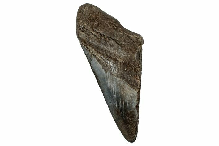 Partial Fossil Megalodon Tooth - South Carolina #356870